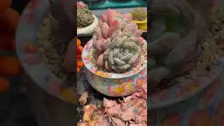 Elite Indoor Succulent Routine 🌵 Advanced Care for High End Homes