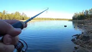 Tiger Trout Fishing: Payson Arizona