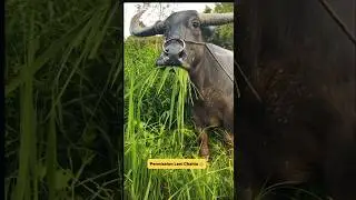 Ye क्या Ho Gaya 😅😂&hellip;&hellip;&hellip;#funny #shorts #viralvideo