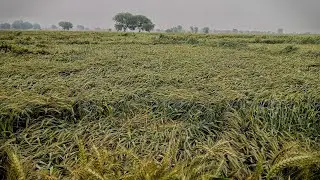 Dangerous Loss in Wheat Yield after Lodging