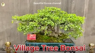 Village Tree Bonsai of Vietnam | “VongCoHuong” by HoangLeMinh