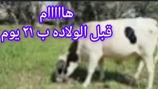 #الابقار #الجاموس العشار قبل الولاده ب 21 يوم تحديدا مع مثال عليقه #متكاملة خلال 21 يوم قبل #الولاده