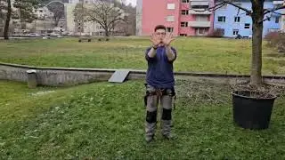 Baumschnitt Vogelbeere richtig schneiden