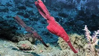Robust ghost pipefish (Maroon color) in Ambon - Indonesia , September 2024 [4K60fps]