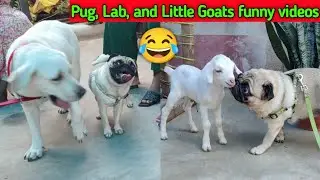 Pug, Lab, and Little Goat's Hilarious Antics 😂🐕 | funny animal videos 2024 |