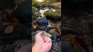 Found the Cutest Little Creature #adoreble #fantasy #pov #animals #fypシ゚viral