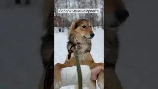 До невозможности хорошенький ❤️💔 хозяин ты где? #shorts