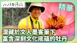 潛藏於文人墨客筆下 富含深刻文化底蘊的牡丹｜南投縣竹山鎮 麥覺明【@ctvmit870集】