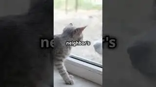 Little cat story #catts #cat #catlover #catsandfriends #catcat #cats