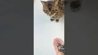 Bengal Cat vs Shiny Beads &mdash; No Panic, Just Focus ✨🐆