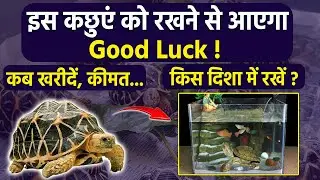 स्टार कछुआ घर में रखने से क्या होता है, किस दिशा में रखें | Star Turtle Price In India |Boldsky
