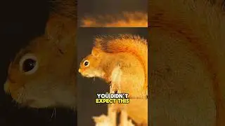 Why Red Squirrels Are Fierce Tree Defenders! #WildlifeWarrior #RedSquirrelFacts #TreeDefender