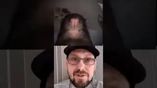 Bombastic Rat WorkOut