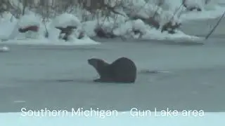 Southern Michigan Otter - Gun Lake Area