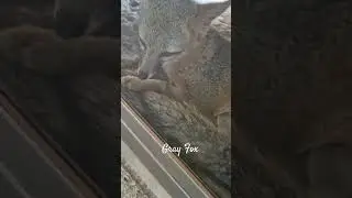up close with a Gray Fox