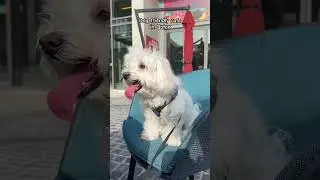 Dog friendly cafe in Qatar
