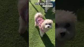 2026/01/11 THE DOG HOTEL まるこちゃん