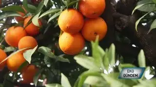 Turkuaz Köy