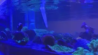 Long Island students build coral reef to tackle climate change