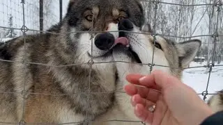 Опасно‼️ чуть не лишили пальцев хозяина😱 вечернее кормление Волков.
