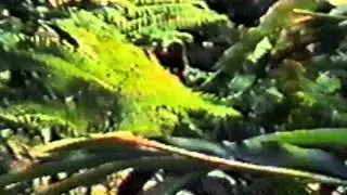 Kuhn - Stoneskipper