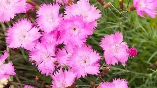 13 Fragrant Flowers to Grow in Pots and Containers for a Beautifully Scented Patiop
