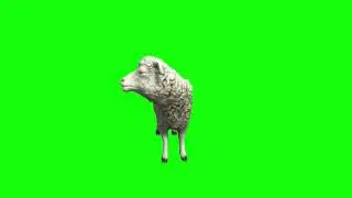 Top Free Animated Sheep Green Screen Pack