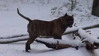 Dogo Canario