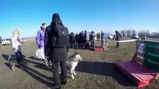 Winter Dog Fest 2018.