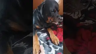 romu✨#funnyanimal #ytshorts #comedy #vlog #animal #likesharesubscribe