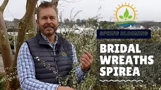 Early Spring Blooming Plant Bridal-Wreath Spirea | Plant Spotlight