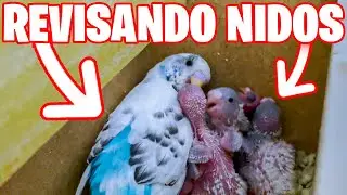 REVISANDO MIS NIDOS DE PERIQUITO