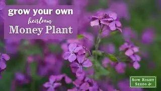 Sow Right Seeds | Money Plant