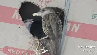 House Sparrow: Foraging and Roosting behaviours in Rameswaram Island, Tamil Nadu, India