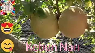 Tam 1 Kiloluk Nar Gördünüz mü?