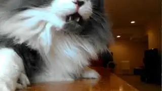 Flehmen response