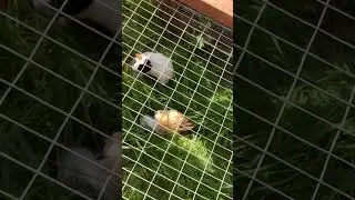 Guinea pigs in the garden run #cuteguineapig #guineagram #guineapighutch #guineapigoutside
