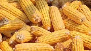 GIRAV Project | Increasing Access and Adoption of Quality Seeds for Farmers in The Gambia