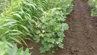 kapas nadode kaise aate hain
