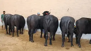 FOR SALE-5 Pregnant murrah heifers and 1 Male calf at SDF  Contact & WhatsApp-8569881213