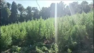 San Rafael, corte de marihuana