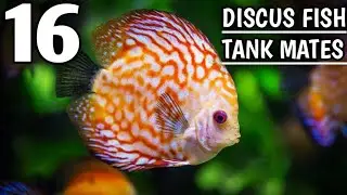 Discus fish tank mates | Discus fish compatibility | Tank mates for discus fish.