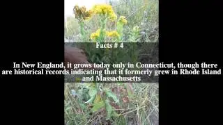 Solidago rigida Top # 6 Facts