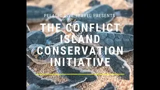 Conservation Turtle Program - by the Conflict Island Conservation Initiative