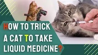 How to Trick a Cat to Take Liquid Medicine? Easy Method