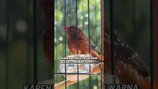 3 types of beautifully colored finches