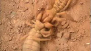 camel spider fight