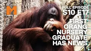 First Orang-utan Nursery Graduate Has A Baby! | Season 10 Episode 17 | Full Episode | Monkey Life