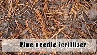 Turning Pine Needles into Nutrient-Rich Compost