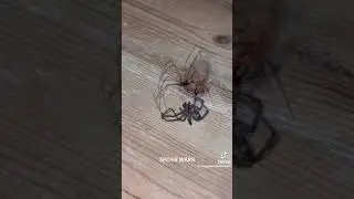 Cellar spider vs black house spider 🕸️🕷️🕸️🕷️🕸️
